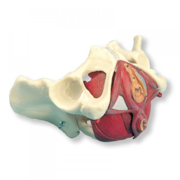 Anatomical Model- Female Pelvis and Pelvic Floor, 5 part