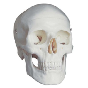 Adult Skull