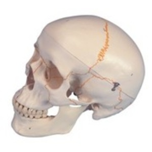 Adult Skull – Numbered