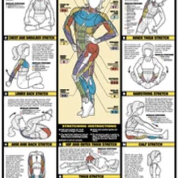 Exercise Stretches