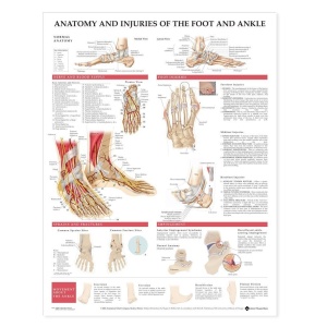 Anatomy and Injuries of the Foot and Ankle