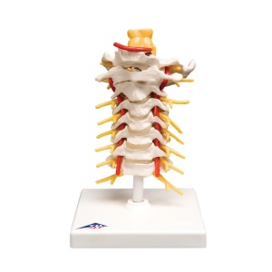 Cervical Spinal Column