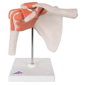 Shoulder Joint