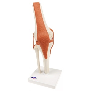 Knee Joint – Deluxe