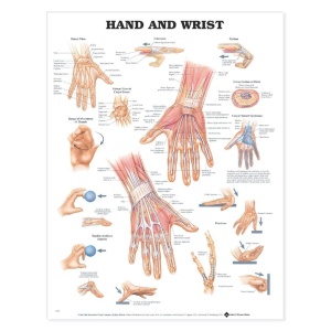 Hand and Wrist
