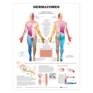 Dermatomes