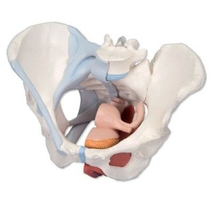 Female Pelvis with Ligaments Muscles and Organs