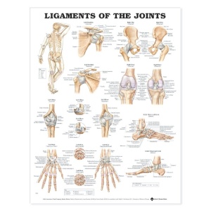 Ligaments of the Joints