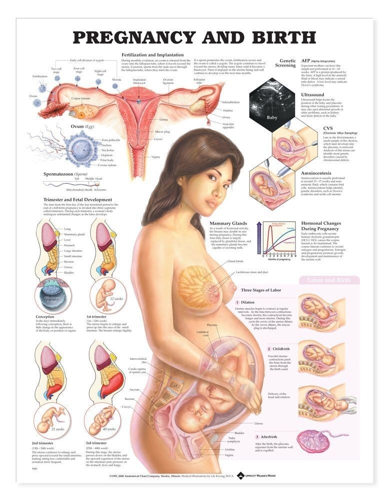Pregnancy and Birth - Soft Laminate