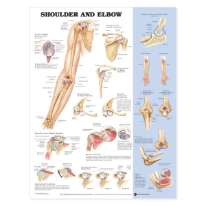 Shoulder and Elbow