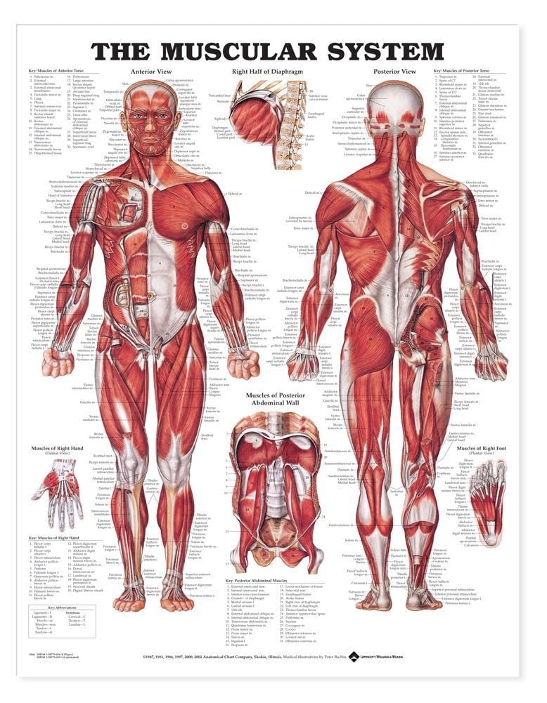 The Muscular System