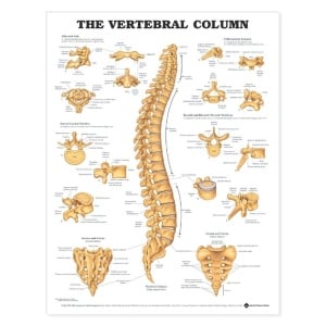 The Vertebral Column