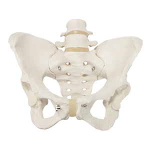 Female Pelvis