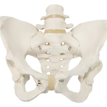 Female Pelvis