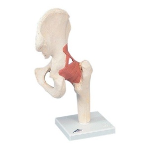 Hip Joint – Deluxe