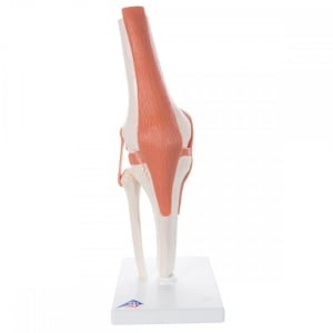 Knee Joint