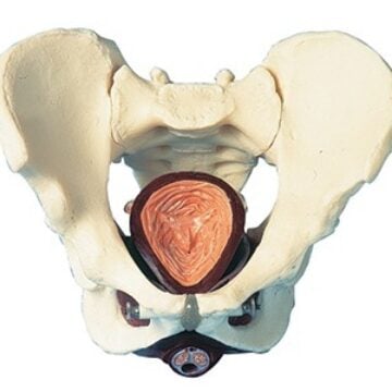 Anatomical Male Pelvis with Pelvic Floor model