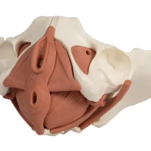 Female Pelvic Floor Model, 12 Parts, Magnetic