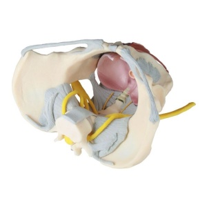 Female Pelvis with Ligaments, Nerves and Pelvic Floor