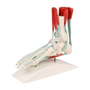 Foot Skeleton with Tendons