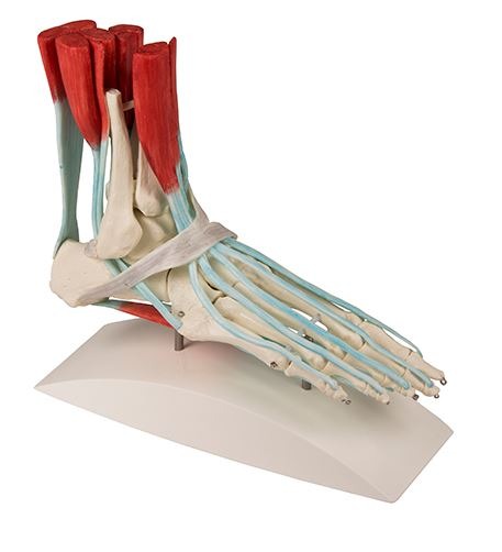 Foot skeleton with ligaments 2