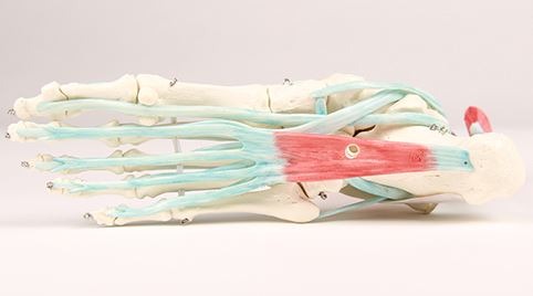 Foot skeleton with ligaments 3