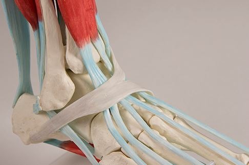 Foot skeleton with ligaments 4