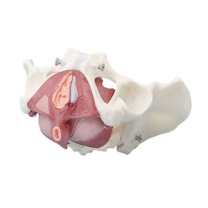 Female Pelvis with Pelvic Floor Musculature