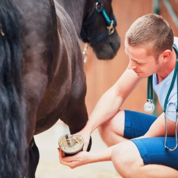 Vet, Animal and Stockfeeder