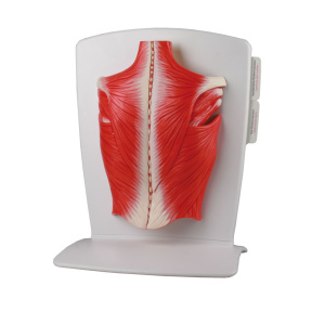 Back Muscle Model – 4 Part