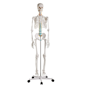 Didactic Skeleton “Oscar”