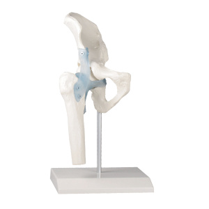 Hip Joint with Ligaments with Stand