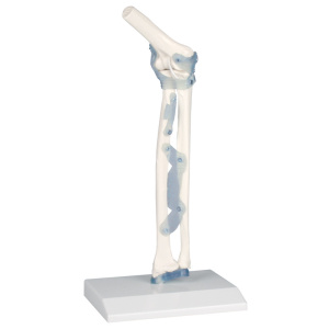 Elbow Joint with Ligaments with Stand
