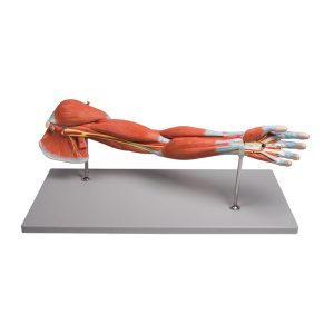 Arm Muscles, 7-part