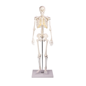 Miniature Skeleton “Tom”