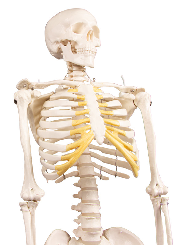 Miniature Skeleton “Tom” - 7