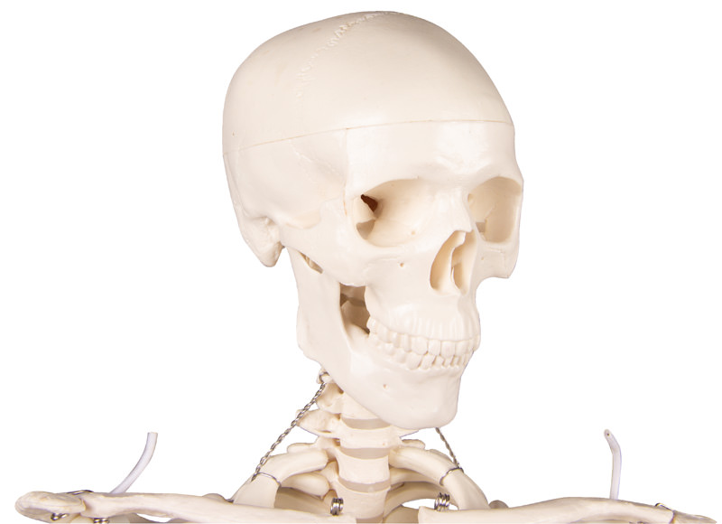 Miniature Skeleton “Tom” - 6