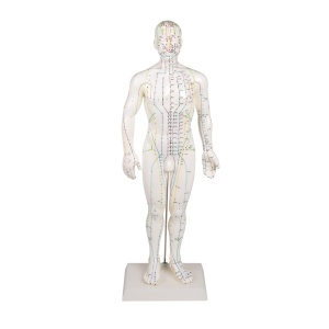 Chinese acupuncture figure, male