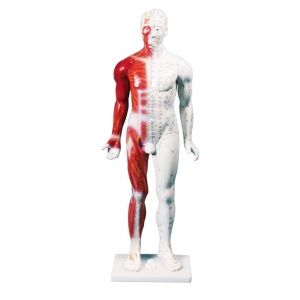 Chinese acupunture figure, male, 80 cm