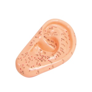 Acupuncture Ear 22cm