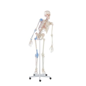 Skeleton “Max” with movable spine, muscle markings and ligaments