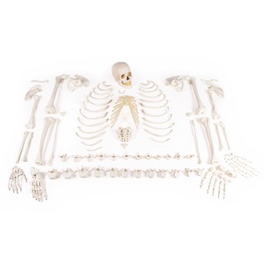 Skeleton, unassembled (bone collection)