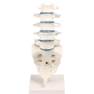 Lumbar vertebral column with stand