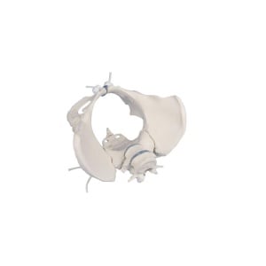 Female pelvis with 2 lumbar vertebrae, flexible mounted