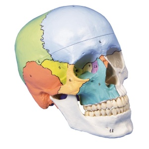Skull model, 3-part, didactical painted