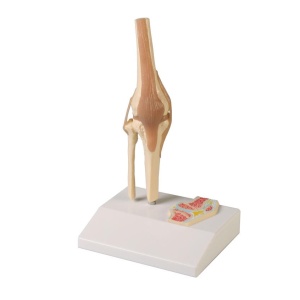 Miniature Knee Joint with cross section