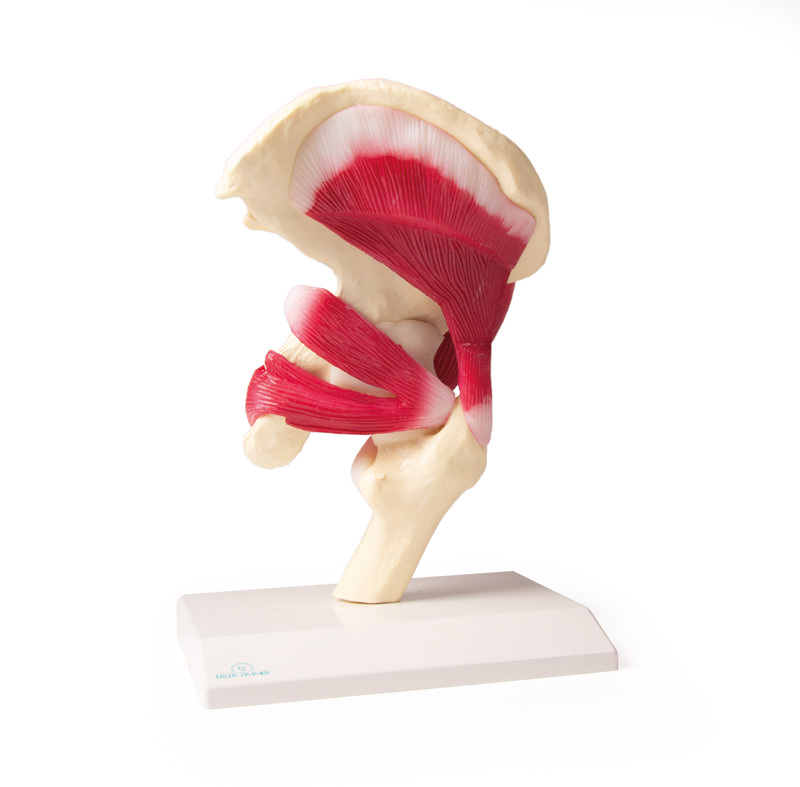 Hip Joint, life size, with muscles - 6