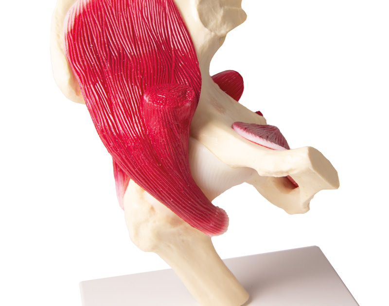Hip Joint, life size, with muscles - 5