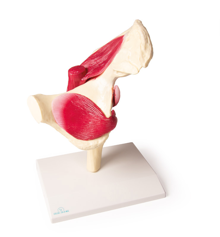 Hip Joint, life size, with muscles - 4