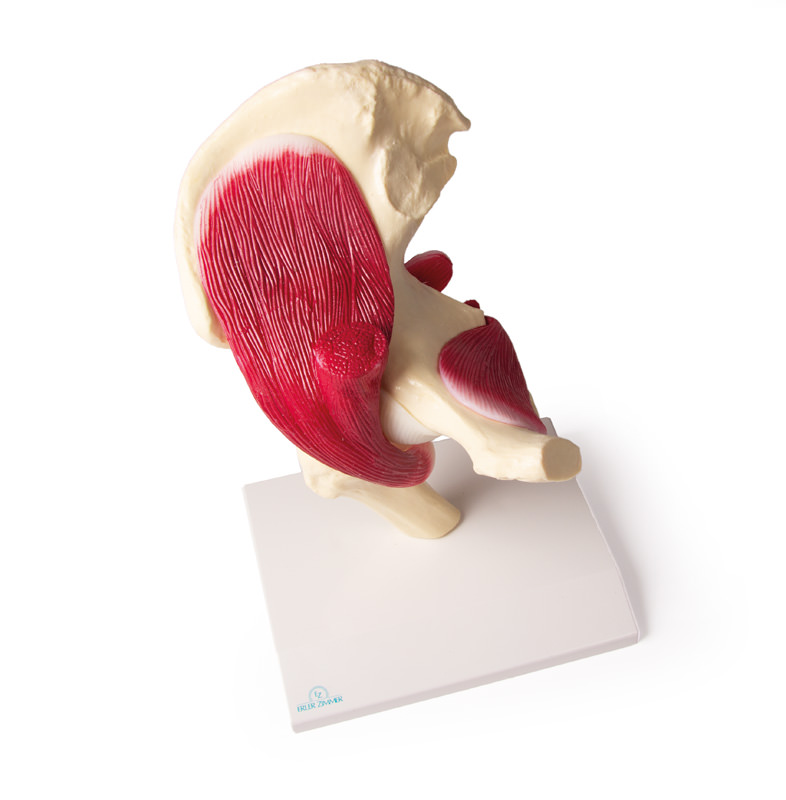 Hip Joint, life size, with muscles - 3
